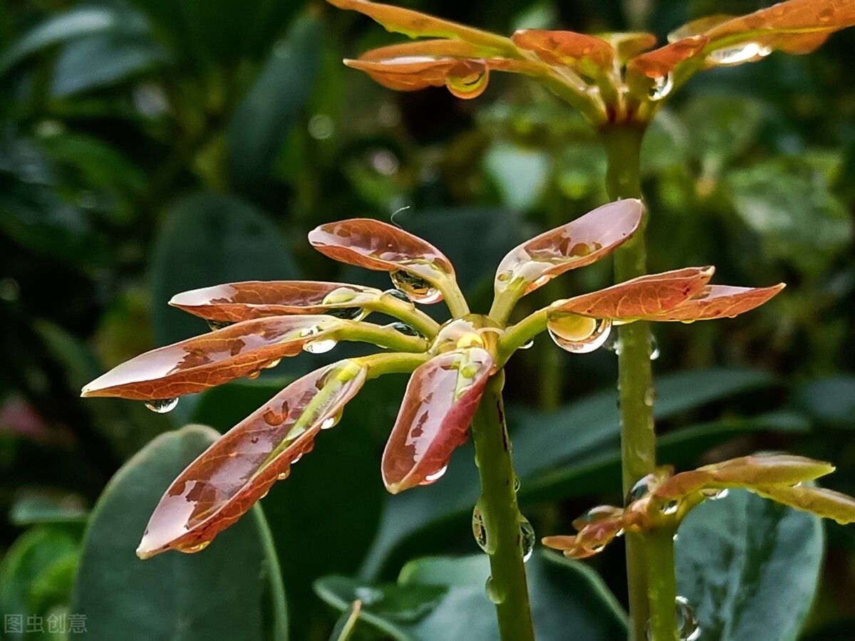 （度华年电视剧免费观看完整版星辰影院在线观看）