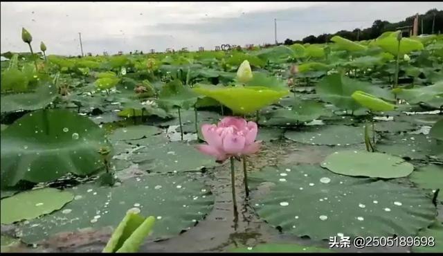 （二四六天天彩免费资料大全最新版本更新时间）